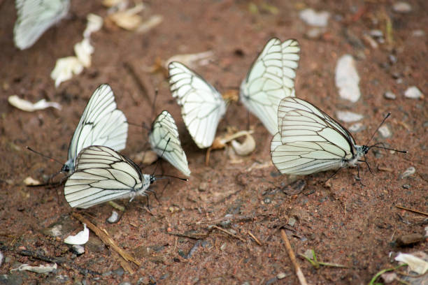 lots of beautiful white butterflies on the river bank- aporia crataegi close up - butterfly flying tropical climate close to imagens e fotografias de stock