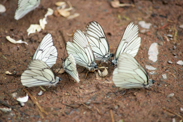 mnóstwo pięknych białych motyli na brzegu rzeki- aporia crataegi z bliska - butterfly flying tropical climate close to zdjęcia i obrazy z banku zdjęć