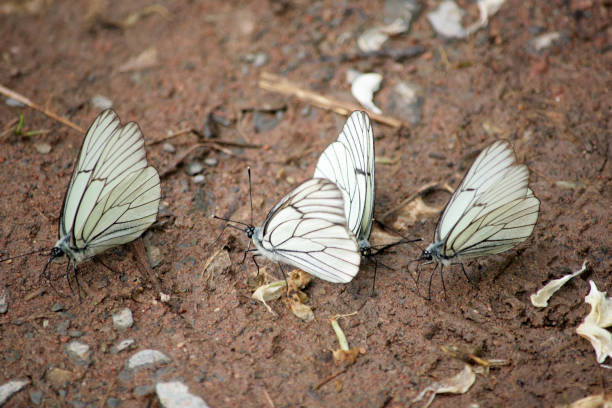 lots of beautiful white butterflies on the river bank- aporia crataegi close up - butterfly flying tropical climate close to imagens e fotografias de stock