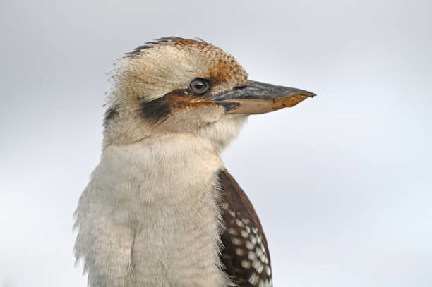 istock Kookaburra kingfishers bird native to Australia 1257383475