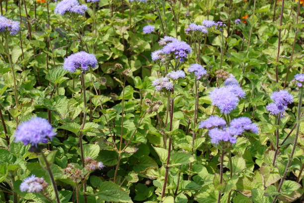 lavanda florescendo colorido ageratum houstonianum em meados de julho - whiteweed - fotografias e filmes do acervo