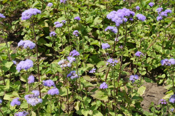 flores azuis de ageratum houstonianum em meados de julho - whiteweed - fotografias e filmes do acervo