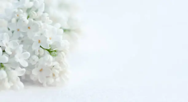 Photo of white lilac flowers on blurred light background, delicate white minimalistic floral template with copy space