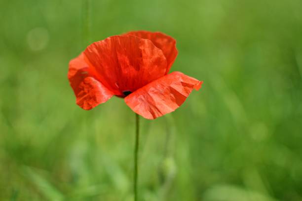 istock wild poppy in red bloom close up 1257384322
