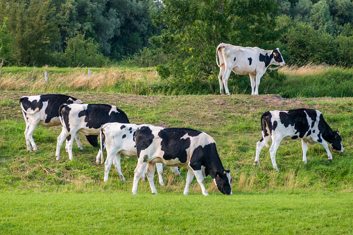 Holstein cows graze in the pasture
