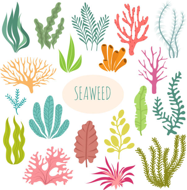 해초. 수족관 식물, 수중 심기. 벡터 해초 실루엣 리디지드 세트 - seaweed stock illustrations