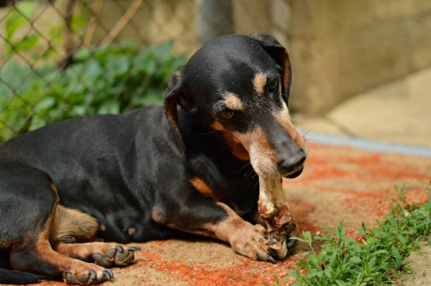 istock portrait of black dachshund eating bone 1257385508