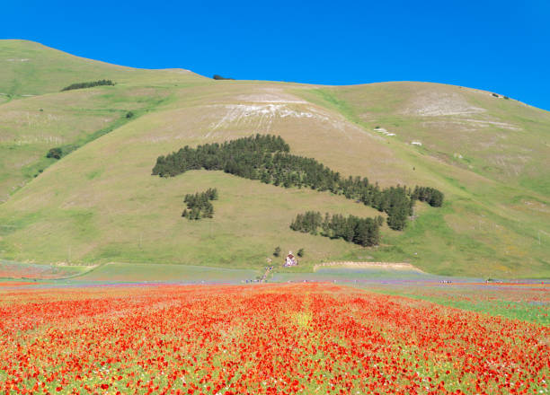 castelluccio di norcia (umbria, italy) - apennines beauty in nature grass plateau foto e immagini stock