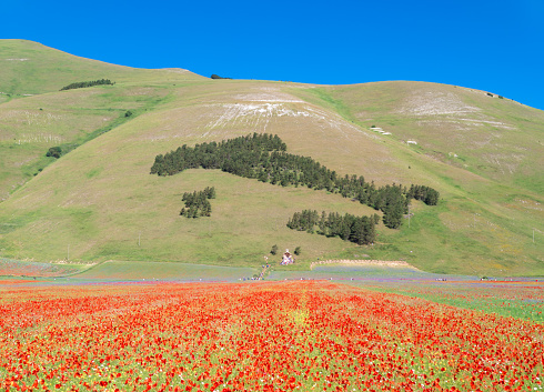 The famous landscape flowering with many colors, in the highland of Sibillini Mountains, central Italy, during the summer.