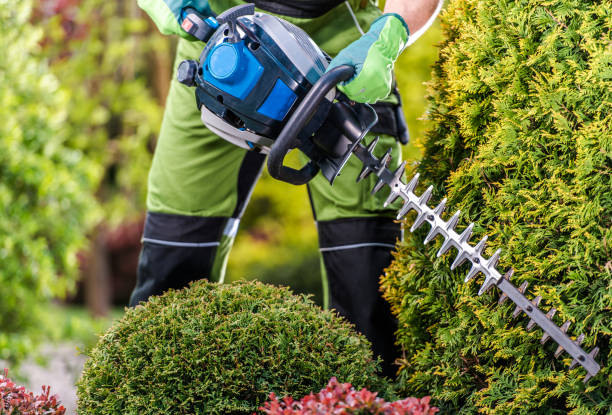 istock Thujas Green Wall Shaping with Hedge Trimmer 1257385721