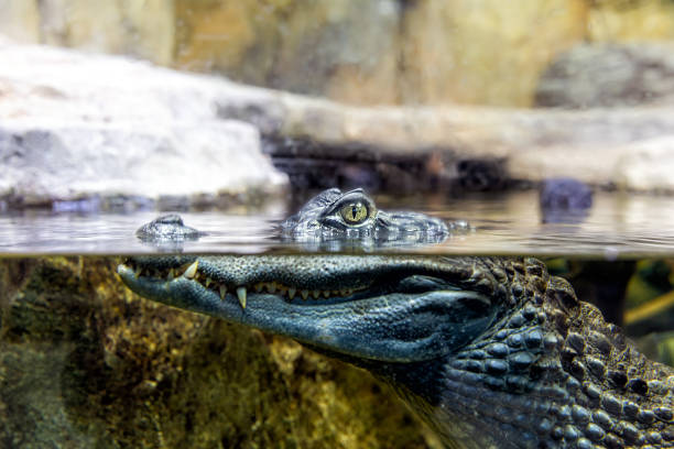 false gharial (Tomistoma schlegelii) with head above water