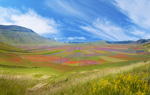 The famous landscape flowering with many colors, in the highland of Sibillini Mountains, central Italy, during the summer.