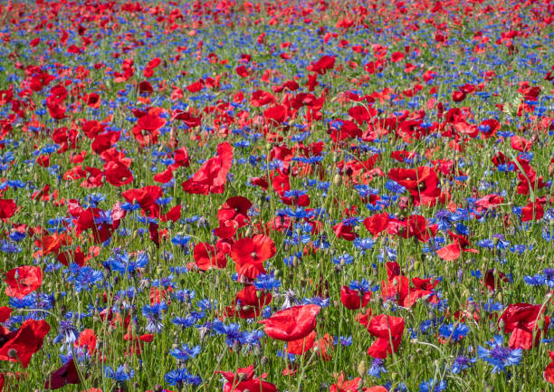 istock Castelluccio di Norcia (Umbria, Italy) 1257385991
