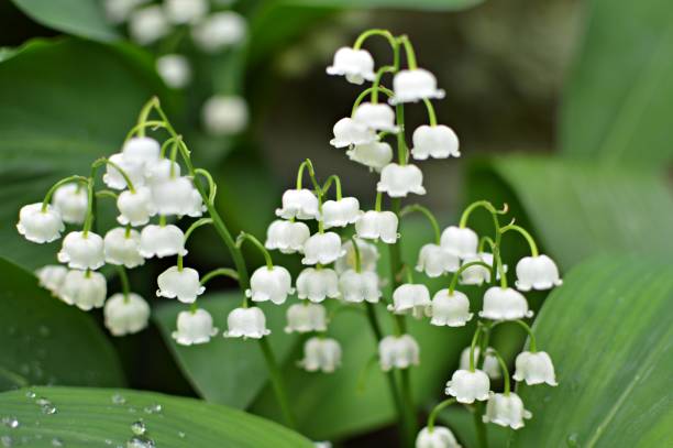 istock lily of the valley in bloom close up 1257386090