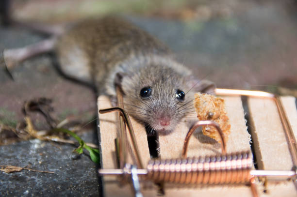 Mouse in trap Mouse in close up, cached in a mousetrap eye catching stock pictures, royalty-free photos & images