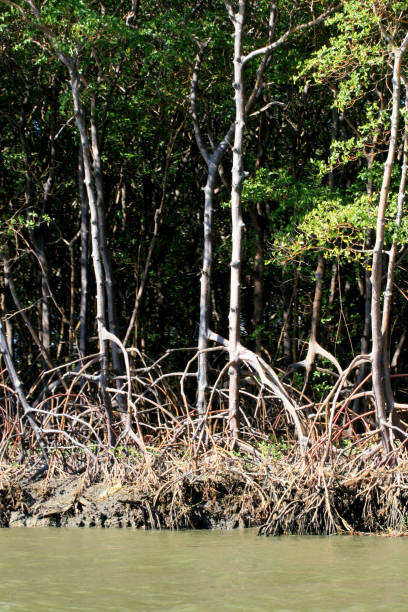 istock mangrove in southern bahia 1257386360