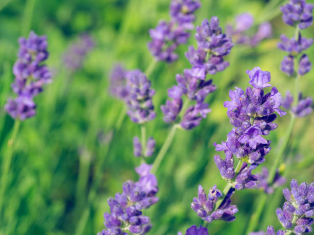 istock Beautiful violet Lavender blooming in green meadow 1257386993
