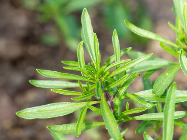 istock Fresh thyme growing in the garden, selective focus image 1257387029