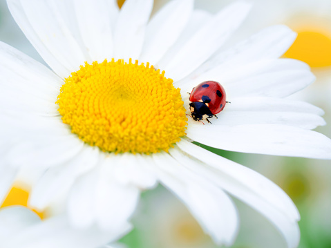Beautiful red lady bug on a white daisy flower in sunny day. Natural floral background.