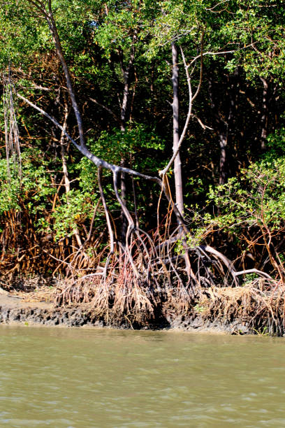 istock mangrove in southern bahia 1257387044