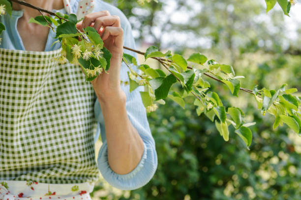 la femme dans le tablier cueille des fleurs d’arbre de tilleul dans le jardin, le travailleur prépare des herbes pour le séchage pour le thé sain - linden tree photos et images de collection