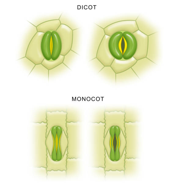 Difference between stomata Difference between stomata of monocot and dicot plants magnoliopsida stock illustrations