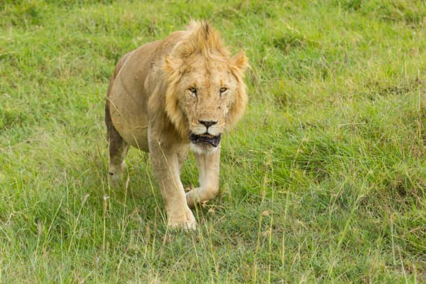 A majestic male lion walks toward the camera, breaking through the tall Serengeti grass. The layered backdrop of acacia trees evokes the expansive African savanna.