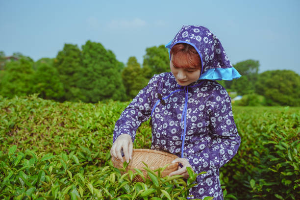 istock Women are picking tea 1257388941
