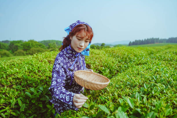 istock Women are picking tea 1257388987