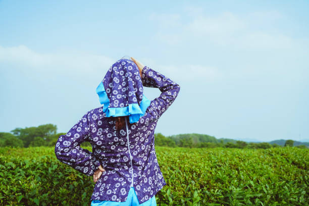 istock Women are picking tea 1257389073