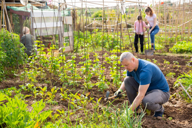istock Man gardener working with hoe in garden 1257389178