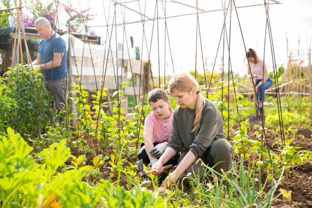 istock Woman working in vegetable garden with boy 1257389181