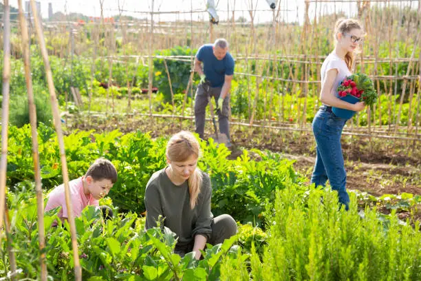 Photo of Woman working at small home garden with family