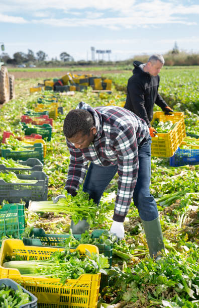 istock African worker arranging harvested celery in crates 1257389222