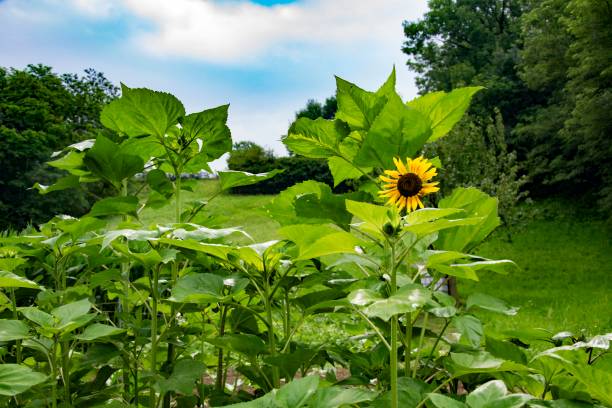 istock Sunflower in Brianza, Italy 1257389321