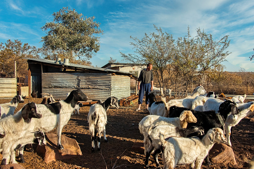 Caucasian farmer in Africa with a heard of goats, typical village life in Botswana