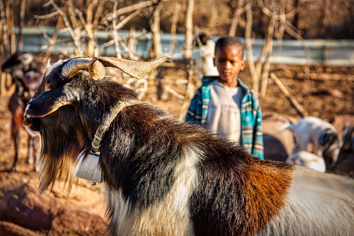 The natural beauty of a herd of goats peacefully grazing in the expansive savannah