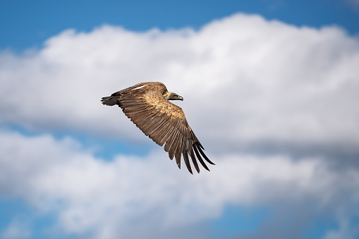 African Whitebacked Vulture In Flight In The Masai Mara Kenya Stock ...