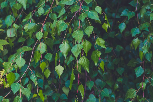 birch green leaves background - silver birch tree imagens e fotografias de stock