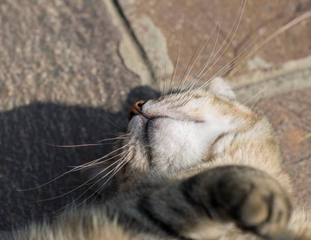 istock European cat 1257390172