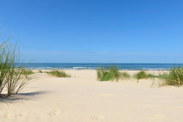 istock Dunes at the beach with beachgrass during a beautiful summer day 1257390177