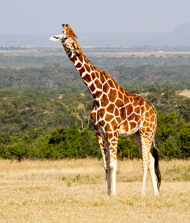 A giraffe on the savannah Taken in Kenya