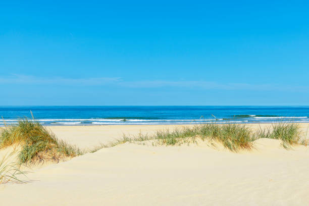 Dunes at the beach with beachgrass during a beautiful summer day Dunes at the beach with Beachgrass during a beautiful summer day at the North Sea beach in Holland. reed grass family photos stock pictures, royalty-free photos & images