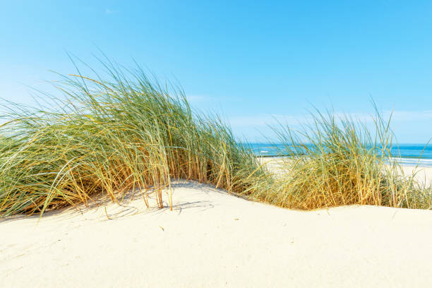 istock Dunes at the beach with Beachgrass during a beautiful summer day 1257390385