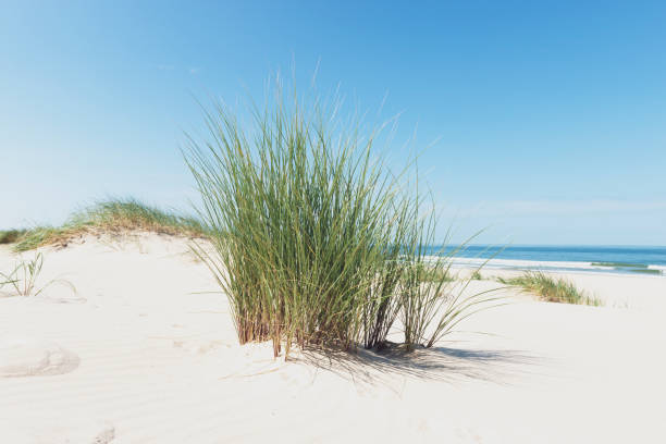 istock Dunes at the beach with Beachgrass during a beautiful summer day 1257390403