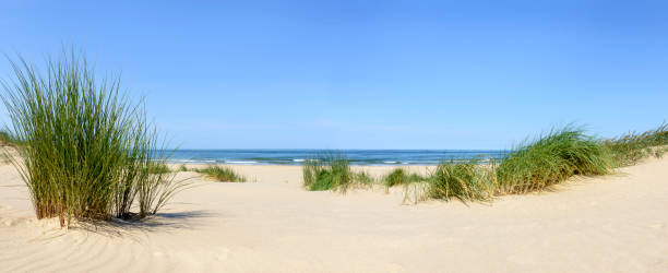 istock Dunes at the beach with Beachgrass during a beautiful summer day 1257390463