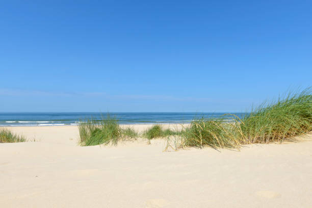 istock Dunes at the beach with Beachgrass during a beautiful summer day 1257390479