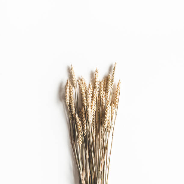istock Autumn composition. Wheat ears on white background. Autumn, fall, thanksgiving day concept. Flat lay, top view 1257390567