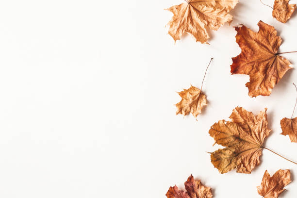 istock Autumn composition. Dried maple leaves on white background. Autumn, fall, thanksgiving day concept. Flat lay, top view 1257390617