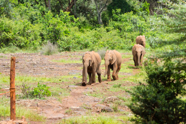 istock Baby Elephants in Nairobi, Kenya 1257390716